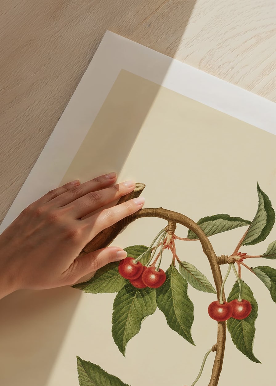 Botanical illustration of cherry branch with red berries-12