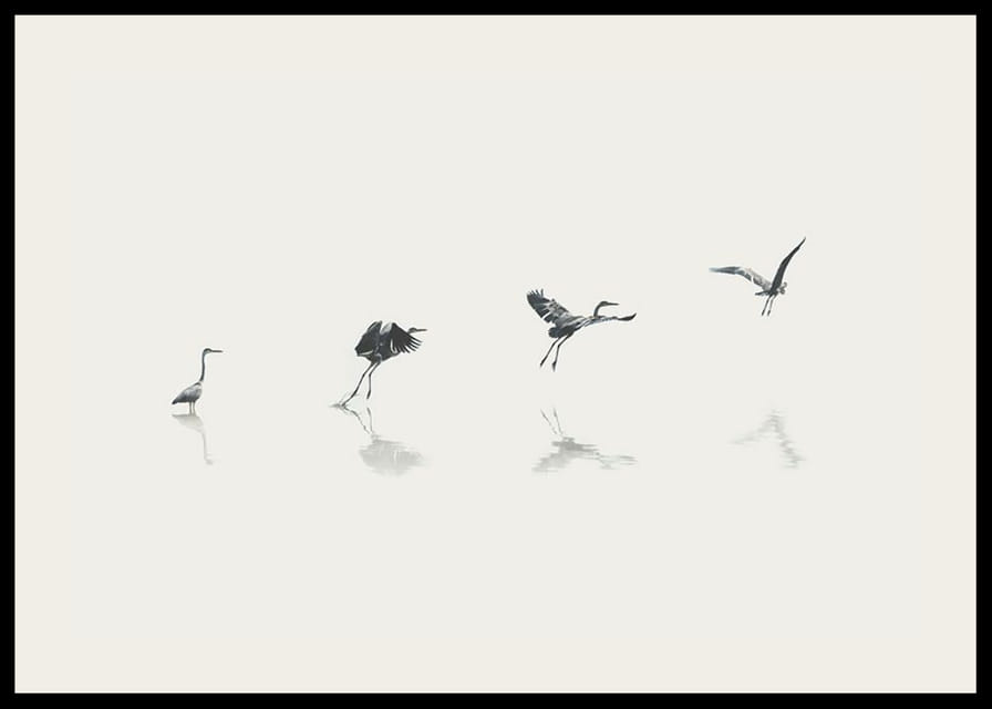 Illustration of bird taking off from water in gray tones-12