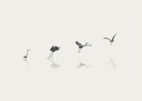Illustration of bird taking off from water in gray tones-3