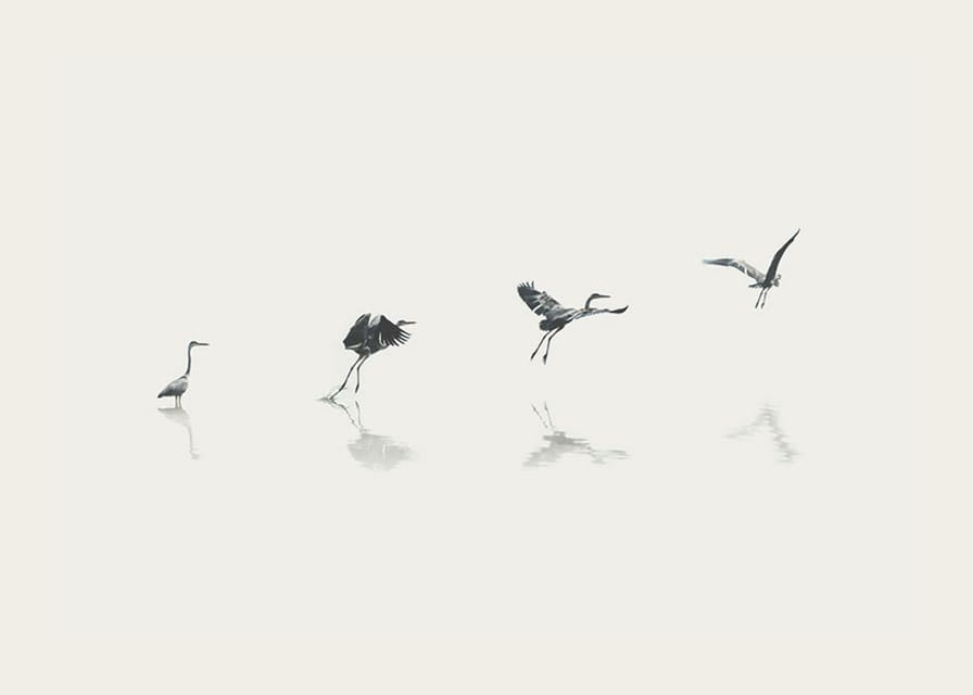 Illustration of bird taking off from water in gray tones-12