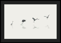 Illustration of bird taking off from water in gray tones-4