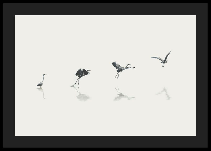 Illustration of bird taking off from water in gray tones-12