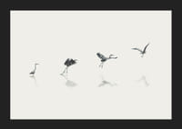 Illustration of bird taking off from water in gray tones-5