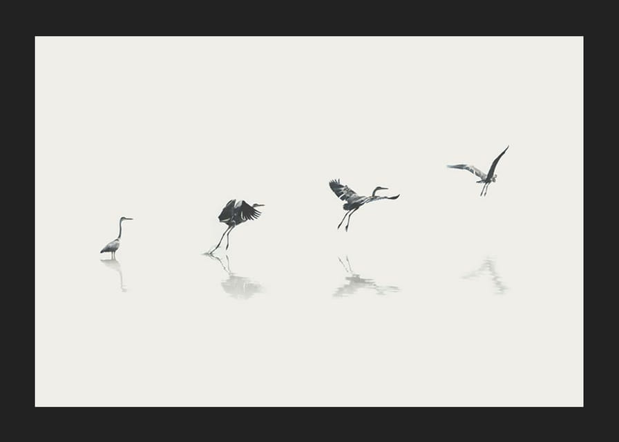 Illustration of bird taking off from water in gray tones-12