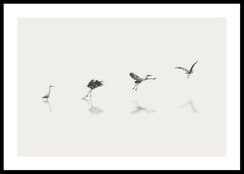 Poster Bird Taking Off