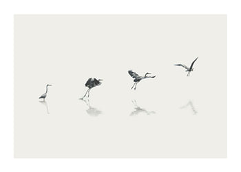 Poster Bird Taking Off