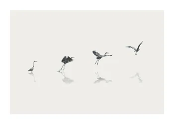 Poster Bird Taking Off