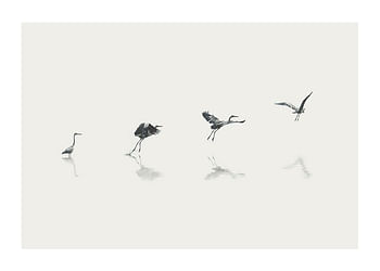 Poster Bird Taking Off