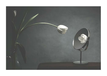 Plagát Vanity Tulip