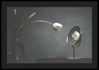 Tulipe blanche dans un vase reflétée sur un fond sombre-4