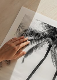 Black and white photo of surfboards against palm trees and ocean-9