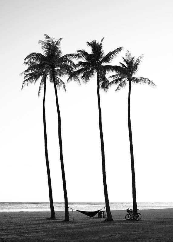 Black and white beach scene with tall palm trees, hammock and bicycle-12