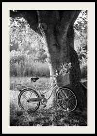 Svartvit cykel med picknickkorg intill stort träd-2