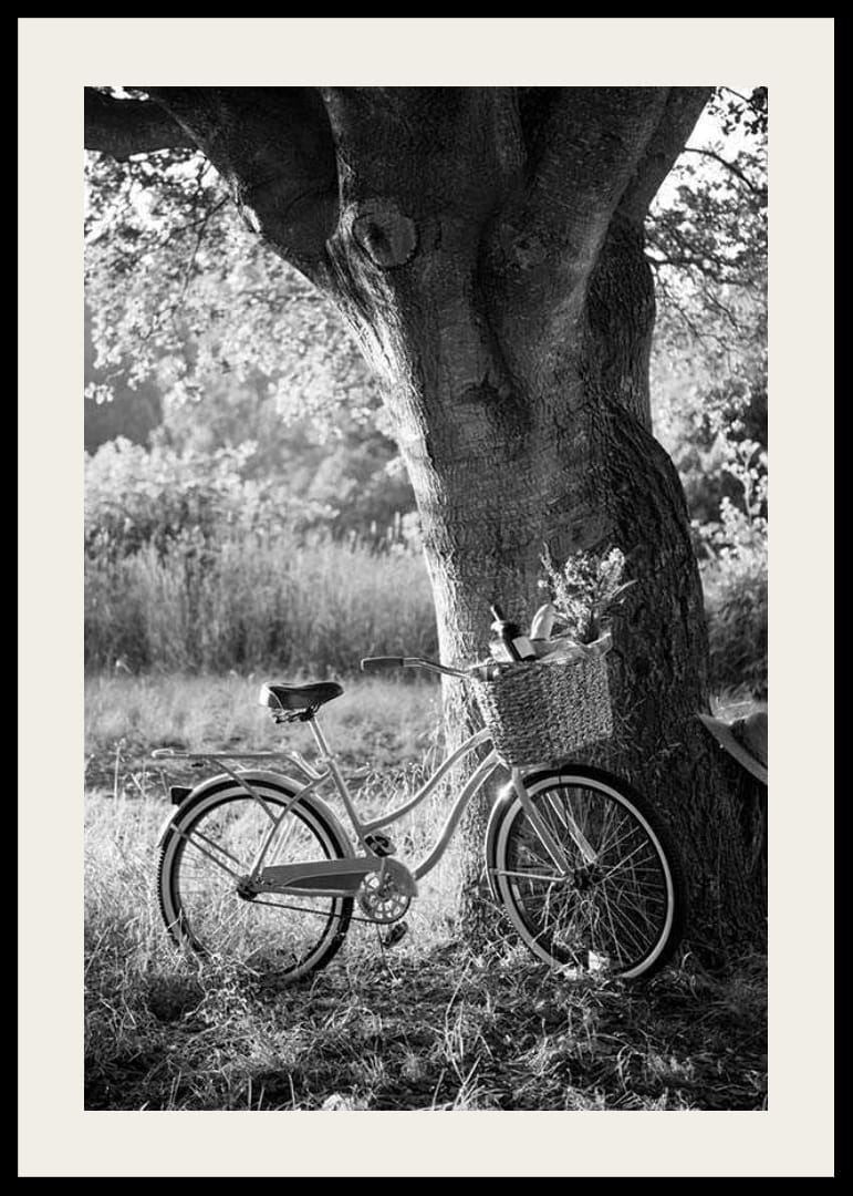 Svartvit cykel med picknickkorg intill stort träd-12
