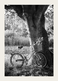 Svartvit cykel med picknickkorg intill stort träd-3