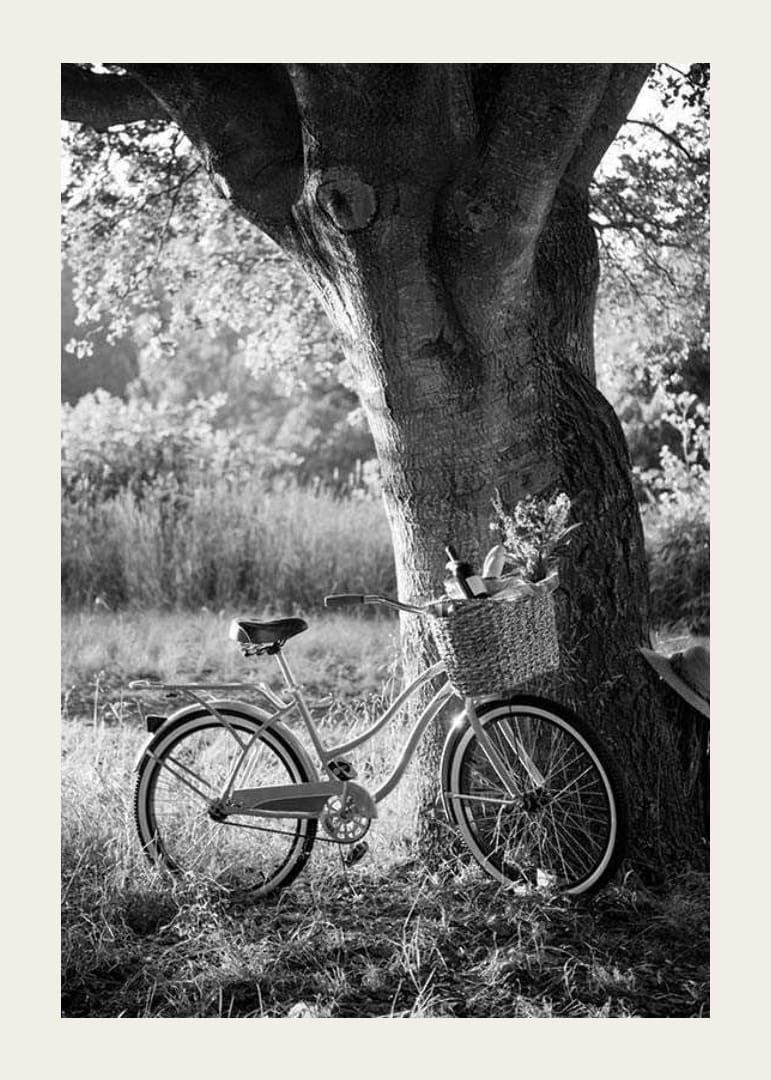 Svartvit cykel med picknickkorg intill stort träd-12