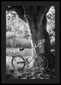 Svartvit cykel med picknickkorg intill stort träd-4