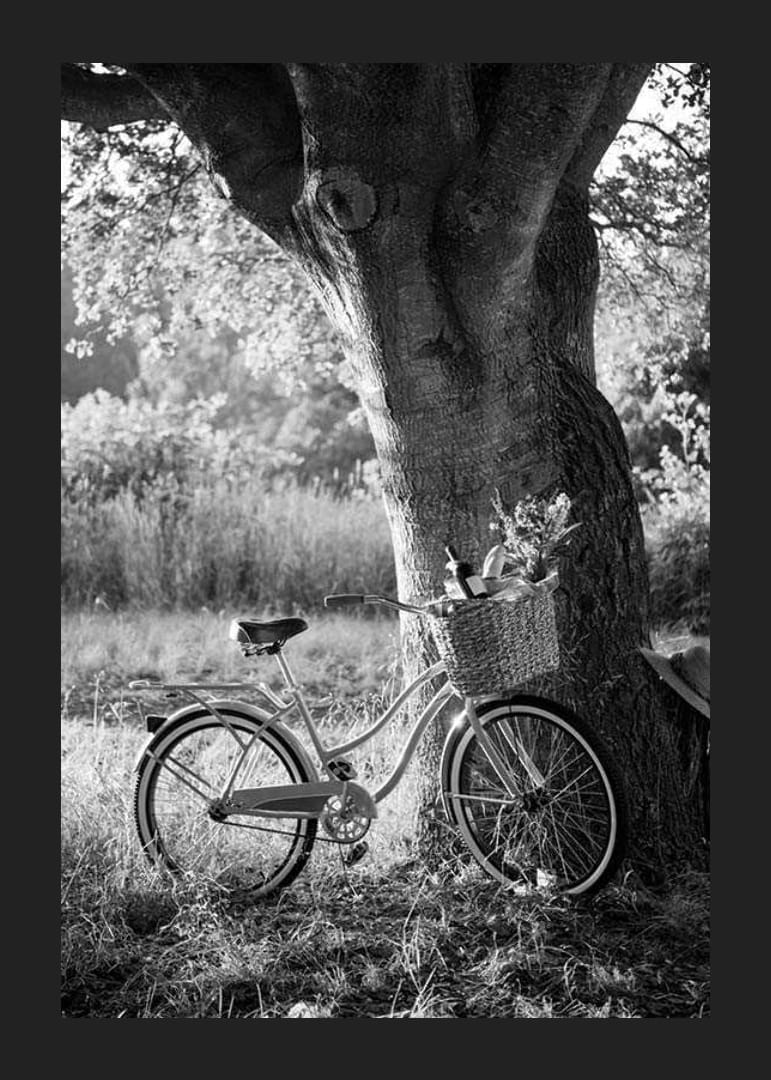 Svartvit cykel med picknickkorg intill stort träd-12