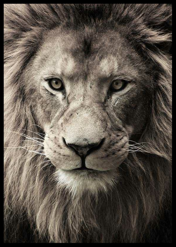 Close-up of male lion with powerful mane in neutral tones-12