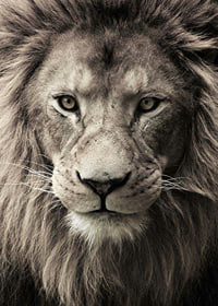 Close-up of male lion with powerful mane in neutral tones-7