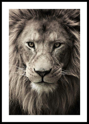 Poster African Lion