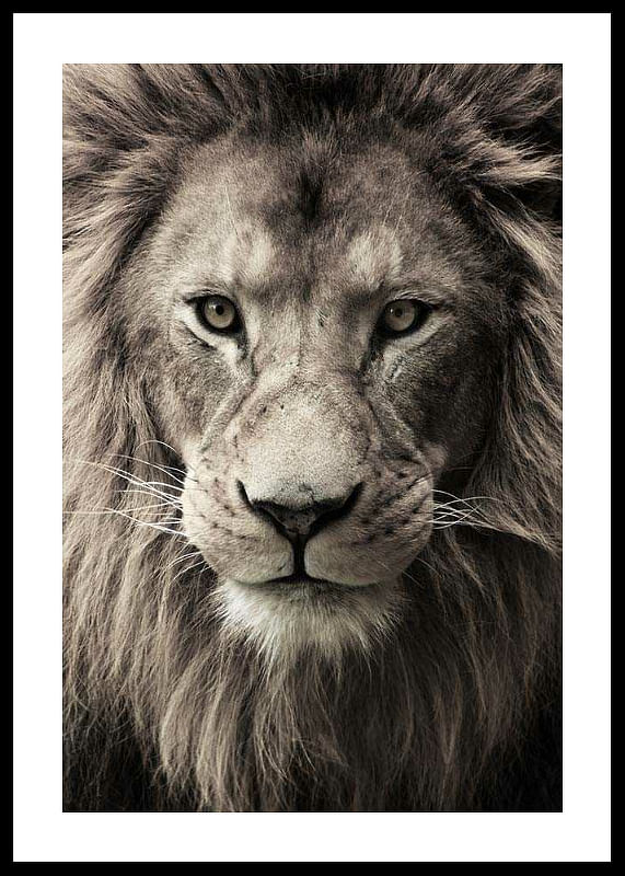 African Lion-12