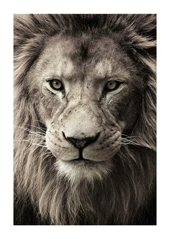 Poster African Lion