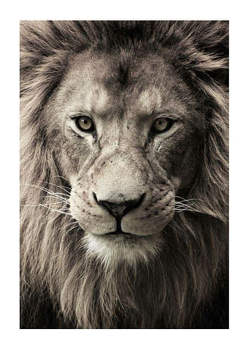 Poster African Lion