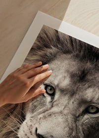 Close-up of male lion with powerful mane in neutral tones-9