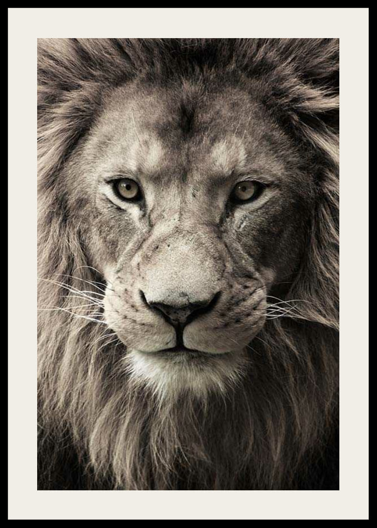 Közeli kép egy erős sörényű hím oroszlánról semleges tónusokban-12