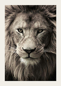 Close-up of male lion with powerful mane in neutral tones-3