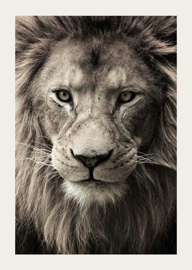 Közeli kép egy erős sörényű hím oroszlánról semleges tónusokban-12