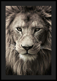 Close-up of male lion with powerful mane in neutral tones-4
