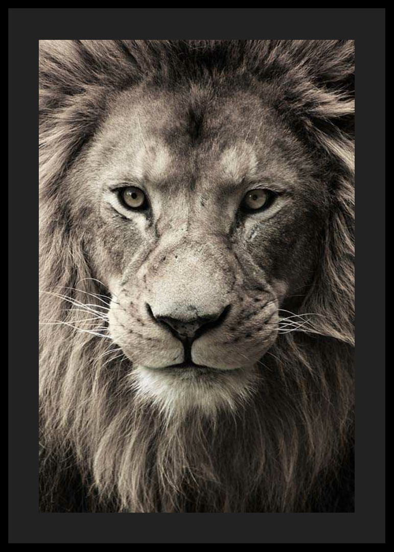 Close-up of male lion with powerful mane in neutral tones-12