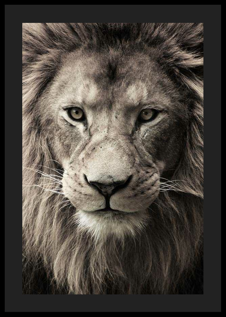 Közeli kép egy erős sörényű hím oroszlánról semleges tónusokban-12