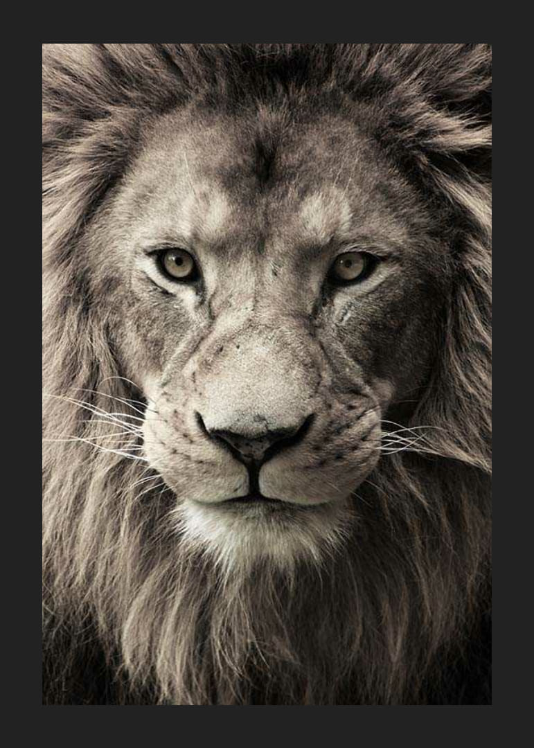 Közeli kép egy erős sörényű hím oroszlánról semleges tónusokban-12