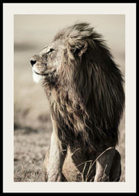 Nærbillede af siddende afrikansk hanløve i sideprofil-2