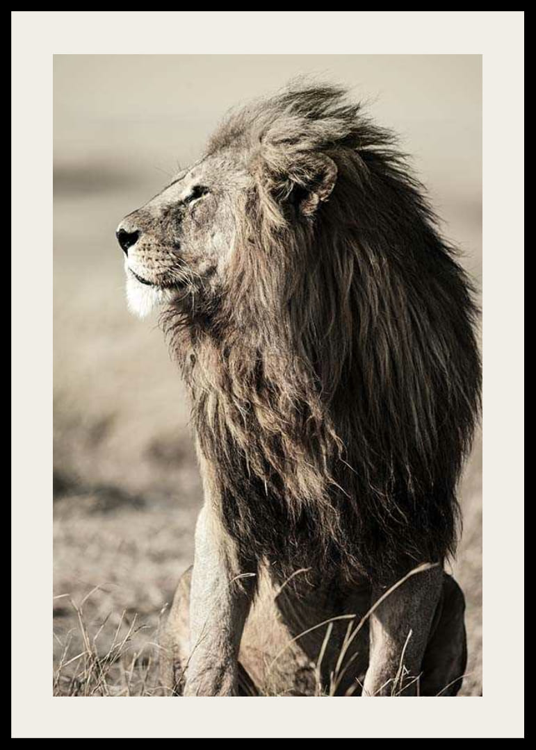 Nærbillede af siddende afrikansk hanløve i sideprofil-12