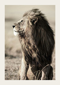 Close-up of sitting male African lion in side profile-3
