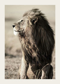 Nærbillede af siddende afrikansk hanløve i sideprofil-3