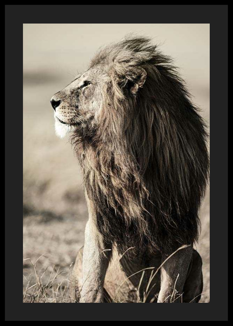 Close-up of sitting male African lion in side profile-12