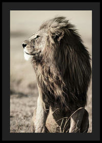 Nærbillede af siddende afrikansk hanløve i sideprofil-4