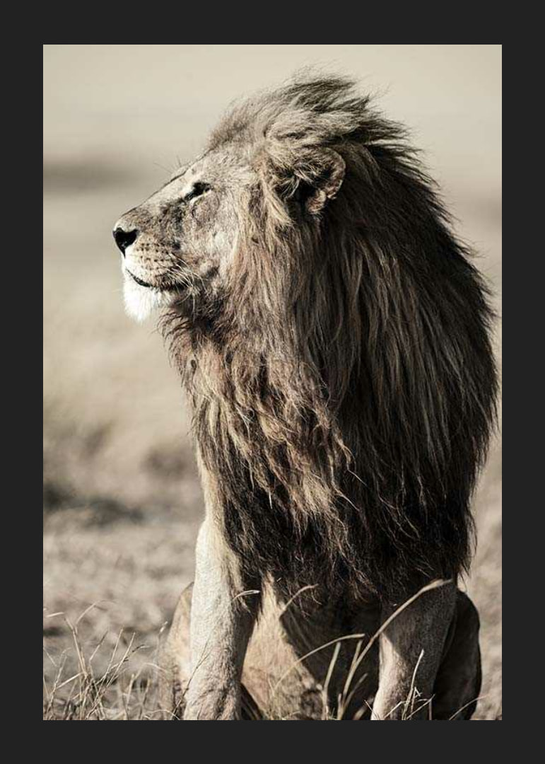 Close-up of sitting male African lion in side profile-12