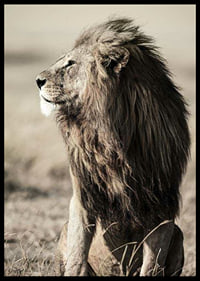 Close-up of sitting male African lion in side profile-6