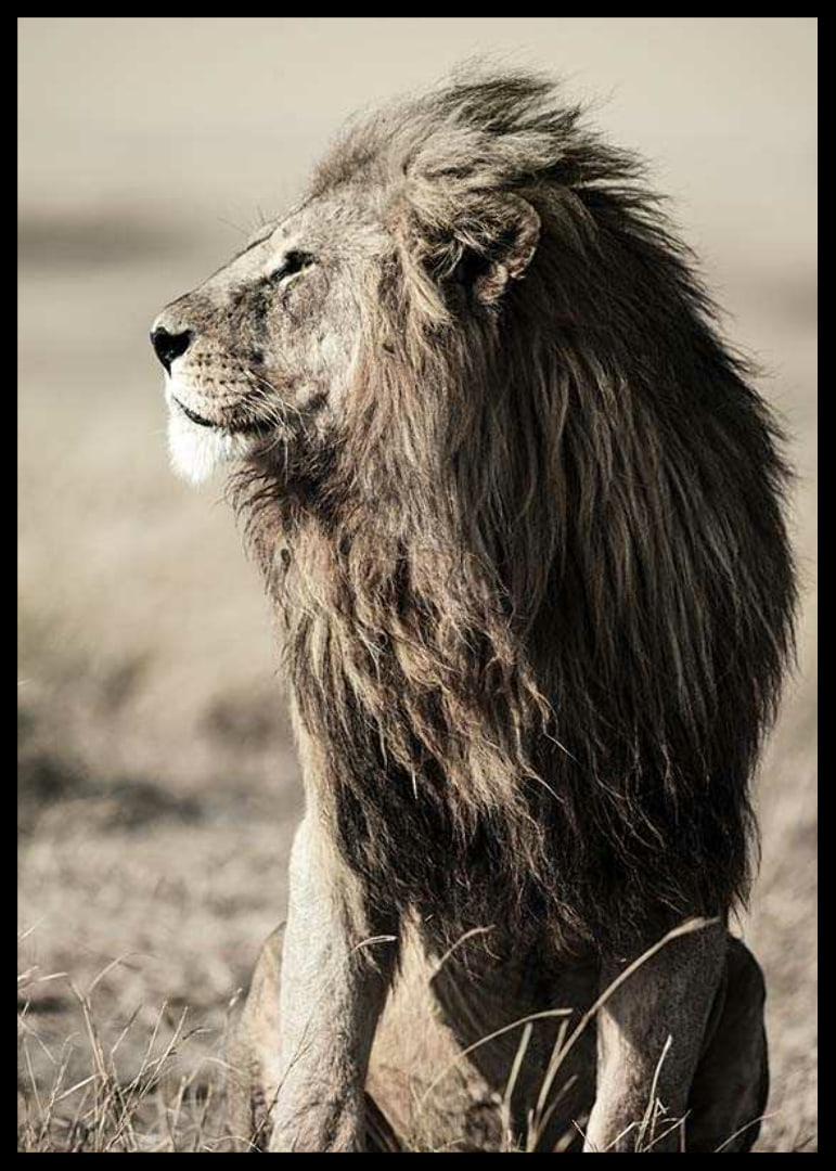 Close-up of sitting male African lion in side profile-12