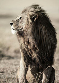 Close-up of sitting male African lion in side profile-7
