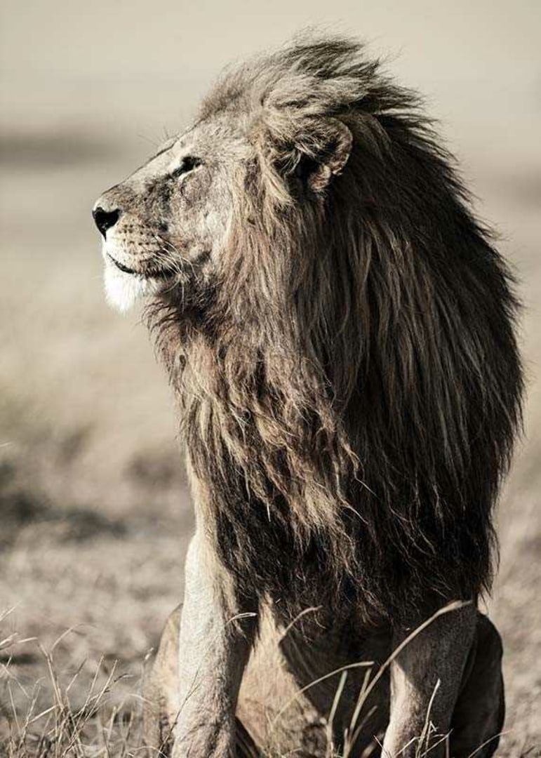 Close-up of sitting male African lion in side profile-12