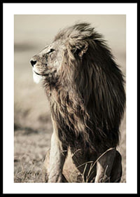 Close-up of sitting male African lion in side profile-0