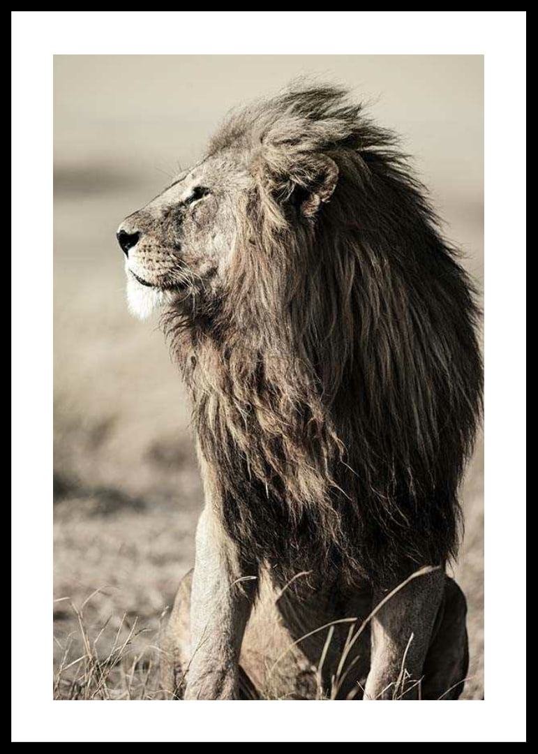 Close-up of sitting male African lion in side profile-12