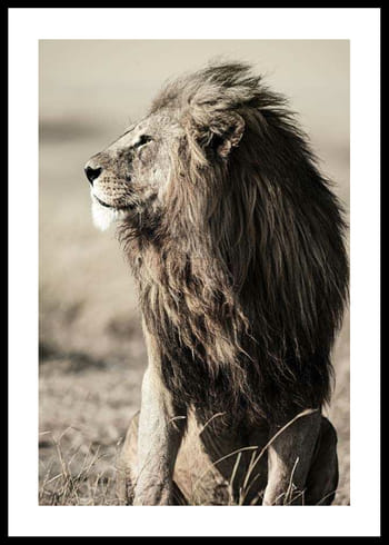Poster Lion In Profile